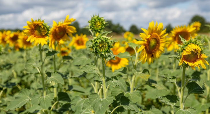 Champ de tournesols en fleurs cultivé en agriculture biologique par la Ferme Bio du Duellas.