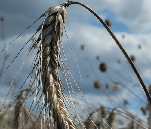 Gros plan sur un épi de blé de variété ancienne cultivé par la Ferme Bio du Duellas.