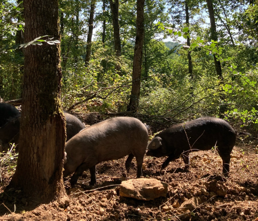 Arts-saveurs-perigord-cochon foret