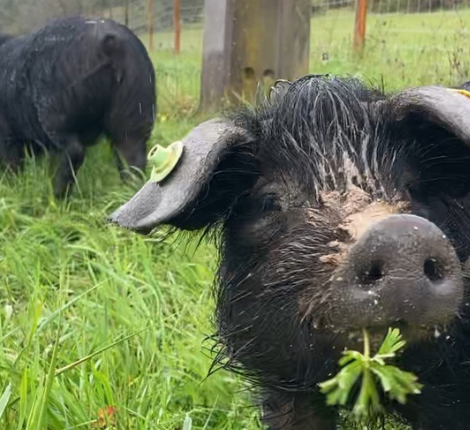 Arts-saveurs-perigord-cochon